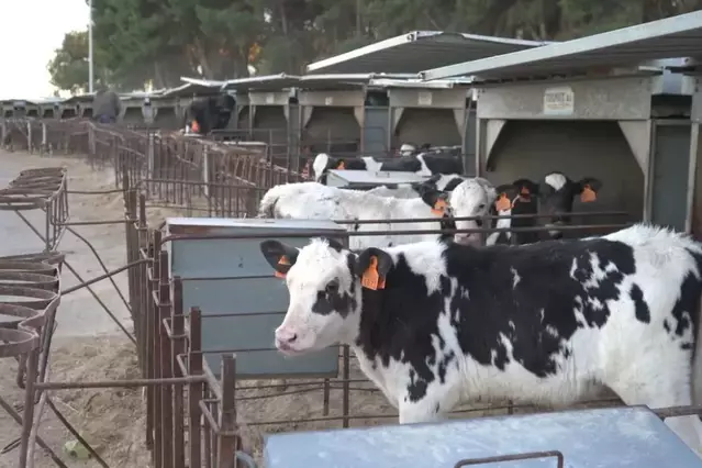 Investigació a Lleida de l’ús en granges làcties dels antibiòtics