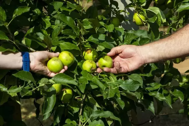 JARC demana més suport per protegir les collites de la pedra i les gelades