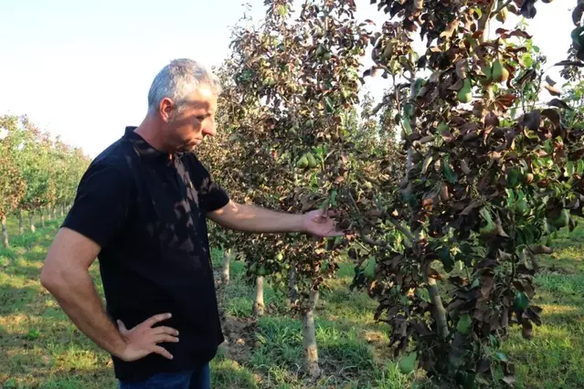 La calor castiga el 80% de la collita de pera conference de Lleida