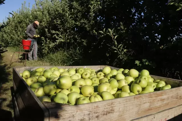La calor i el sol disparen el cost de produir poma golden a Lleida