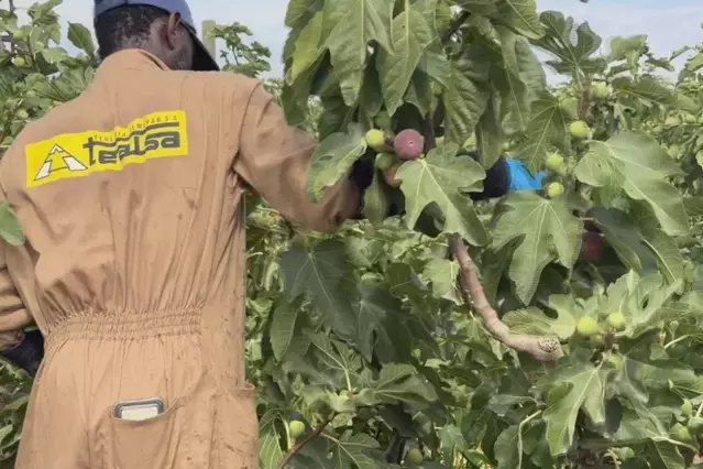 La campanya de figues, marcada per la gran qualitat tot i la minva de calibre