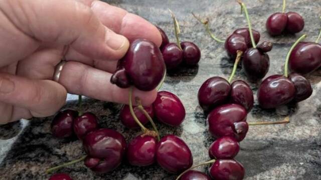 La cirera catalana es va obrint pas en el mercat xinès