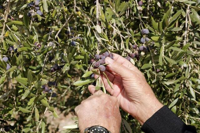 La falta de pluja minva la collita d’olives de la DOP Les Garrigues