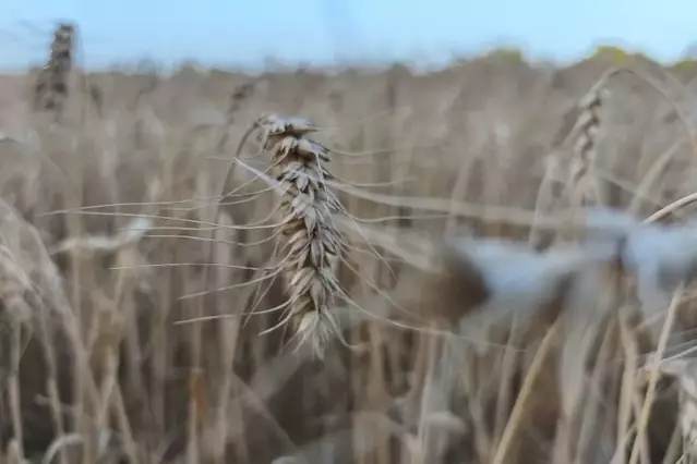 La FCAC preveu bona collita de cereal per a aquesta campanya