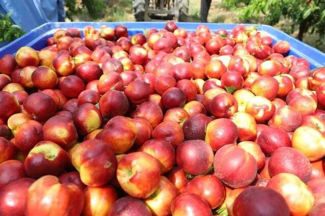 La fruita de pinyol multiplica per quatre el preu del camp a la taula