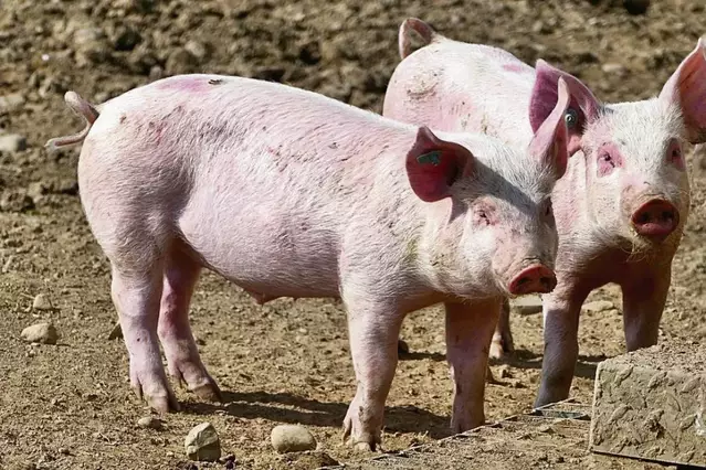 La pesta porcina ha costat al sector en nou mesos més de 220 milions d’euros a Lleida