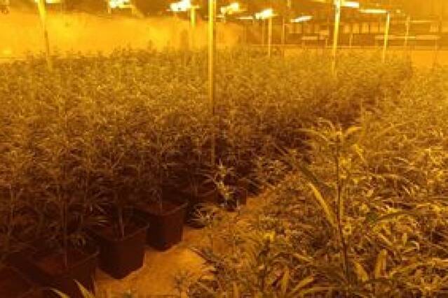 La Policia Nacional desmantella una plantació de marihuana en un polígon de Torre-Serona