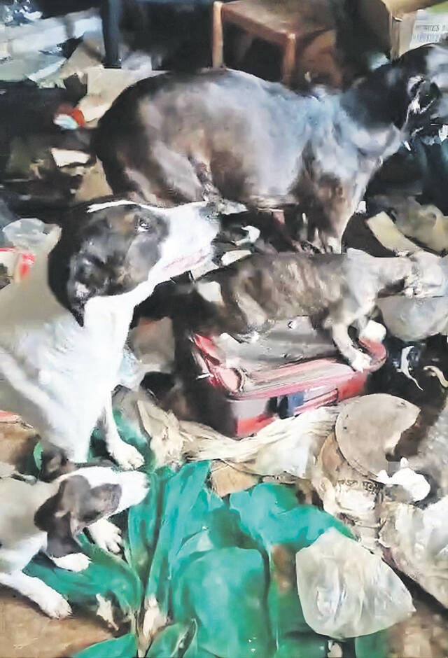 La protectora de Seròs rescata 9 gossos que vivien en una masia Ocupada