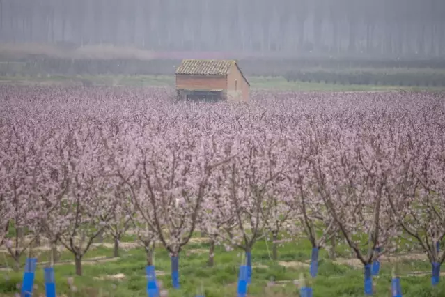 La província de Lleida ha perdut una de cada cinc hectàrees de fruita dolça des del 2017