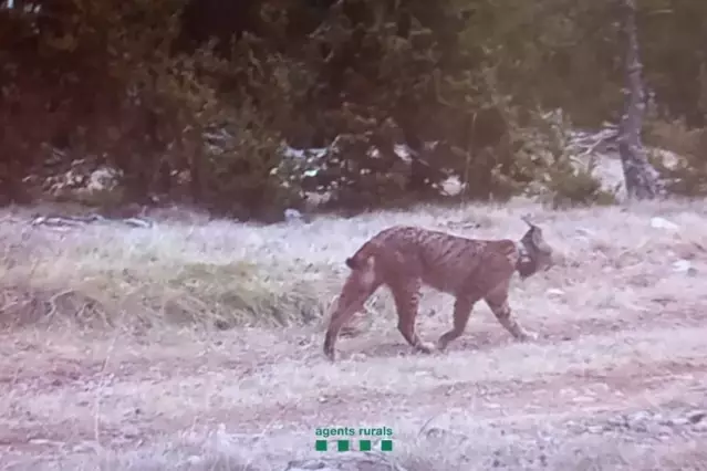 La reintroducció del linx ibèric a Lleida podria convertir-se aviat en realitat