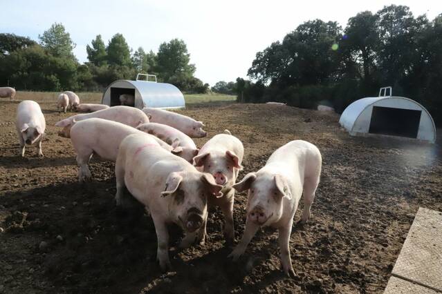 La Xina anuncia aranzels temporals de fins un 62% a la carn de porc de la UE