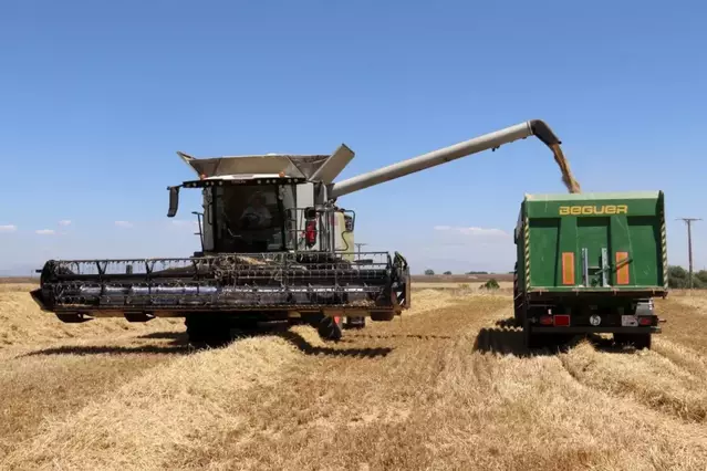 Les altes temperatures avancen la campanya del cereal de secà