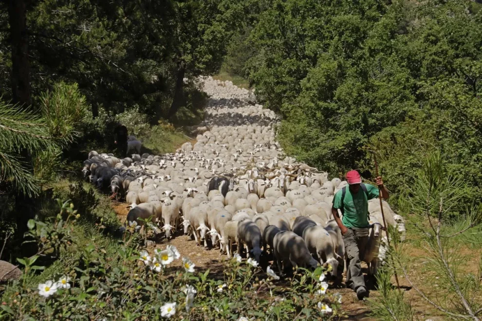 L’Estat protegeix 225 km de camins de la transhumància del pla de Lleida al Pirineu