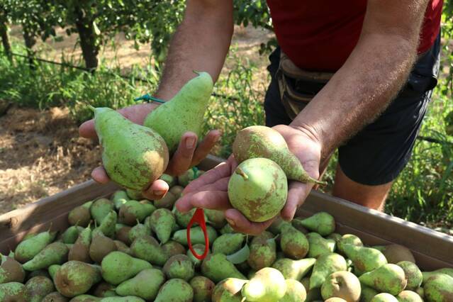 L'inici de collita de pera conference a Ponent va marcada per una calor que provoca pèrdues