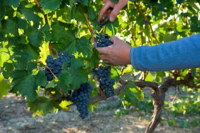 Lleida lidera la producció agrària ecològica catalana amb gairebé la meitat del total