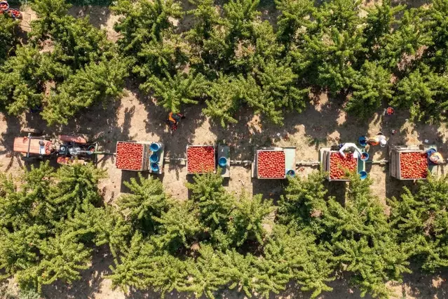 Mercadona compra 38,7 milions de quilos de fruita a Lleida i Girona