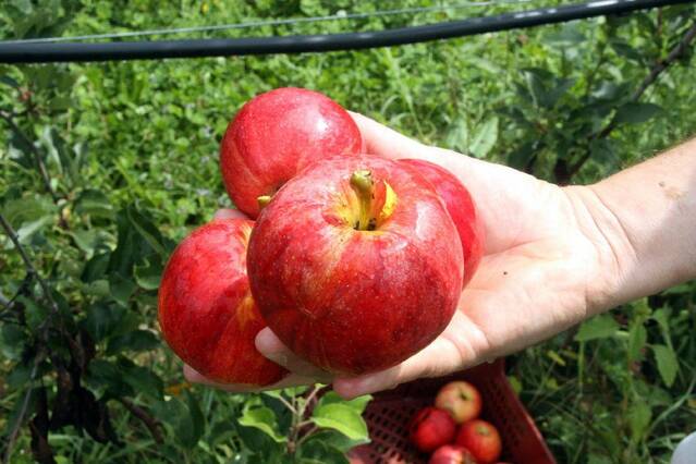 Mercadona va comprar 9,5 milions de quilos de pomes produïdes a Lleida durant el 2025