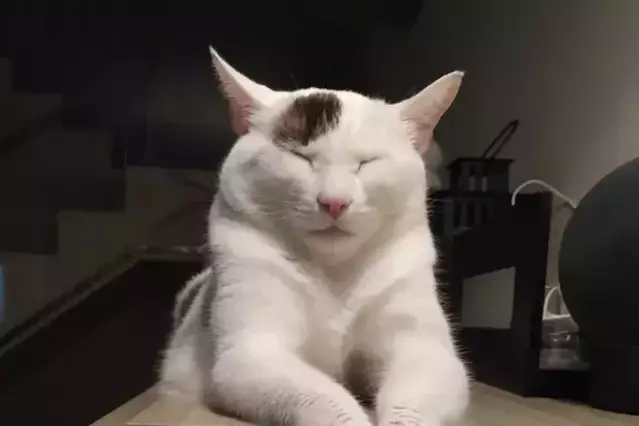 Més de 105.300 gossos i gats a les comarques lleidatanes