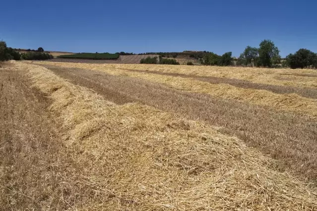 Més risc d’incendi al no retirar-se la palla de molts camps pel seu baix preu