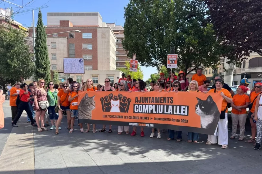 Només un de cada 3 ajuntaments de Lleida cuida les colònies felines
