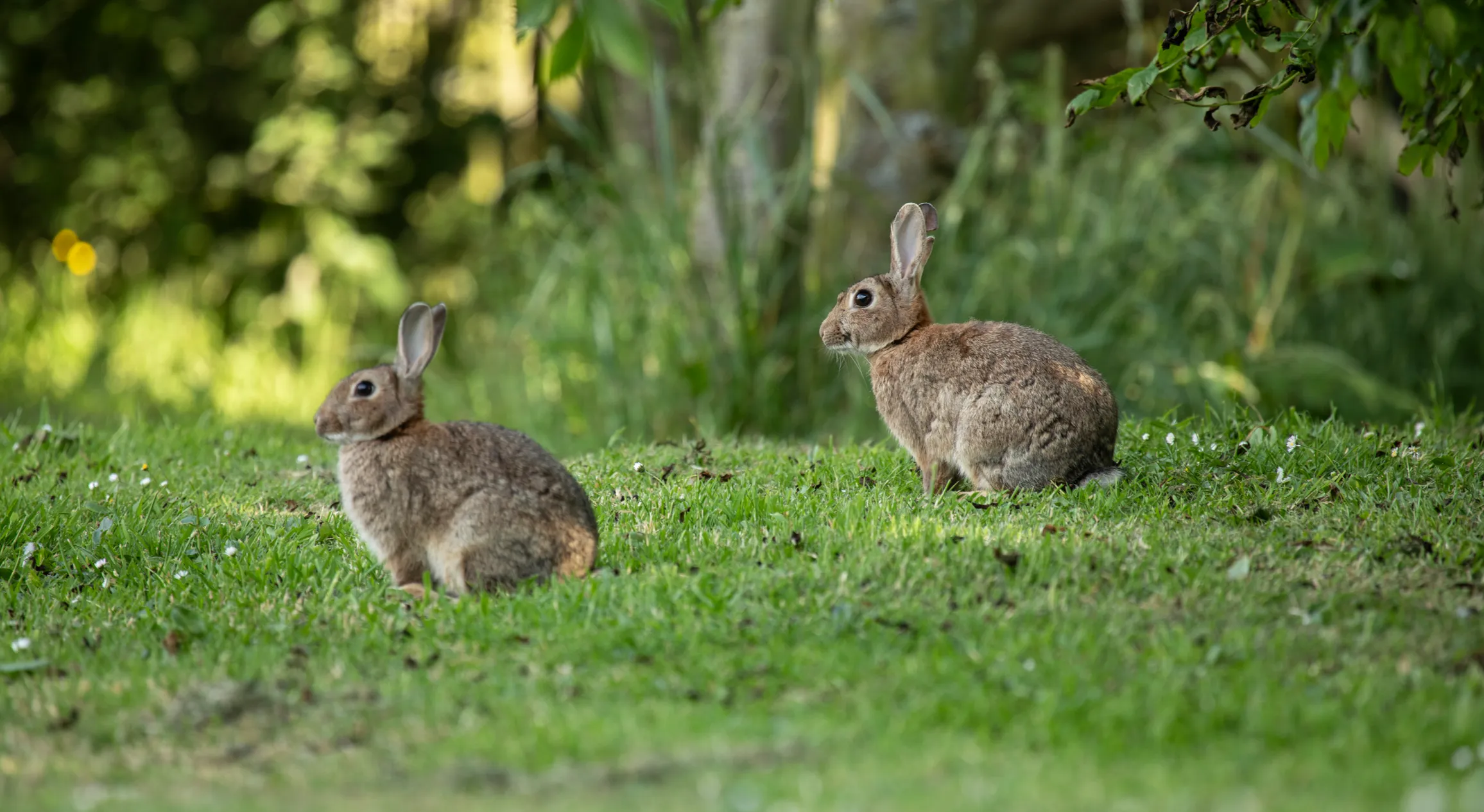 Nous ajuts per protegir els arbres dels conills i caçar-los