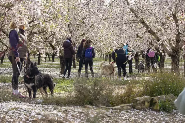 Peluts entre les flors a Seròs