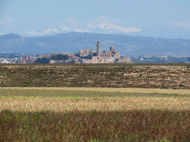 Programa per divulgar la importància de l’alosa als secans de Lleida