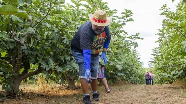 Quaranta turistes es converteixen a Aitona en agricultors per un dia