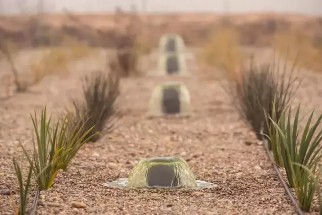 Raimat inaugura la depuradora natural més gran d’Europa