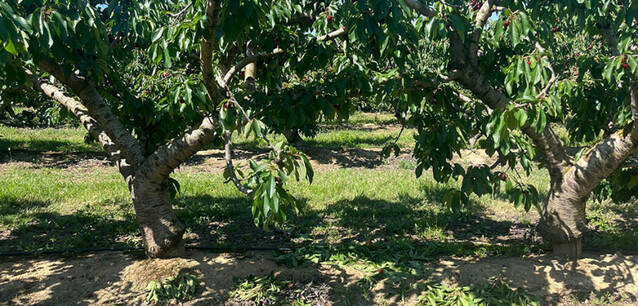 Roben 6.000 quilos de cireres a Seròs