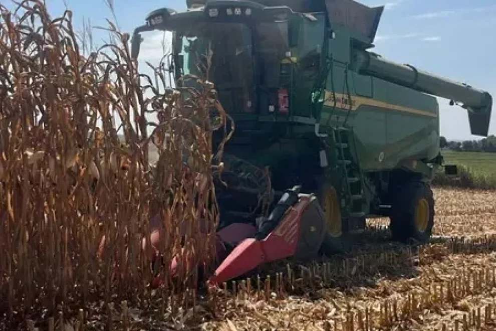 Situació límit al sector del panís: “Ningú no recorda un moment tan dolent com aquest”