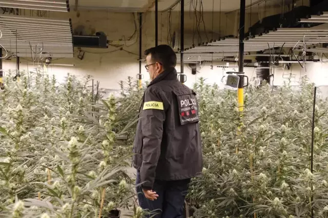 Troben 158 plantacions de marihuana en 4 anys amb la llum punxada a Lleida