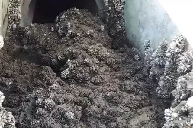 Un tractament químic blindarà les xarxes d’aigua de 20 municipis davant el musclo zebra