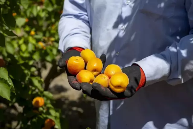 UP gestiona la contractació en origen de 2.000 temporers colombians per a la fruita
