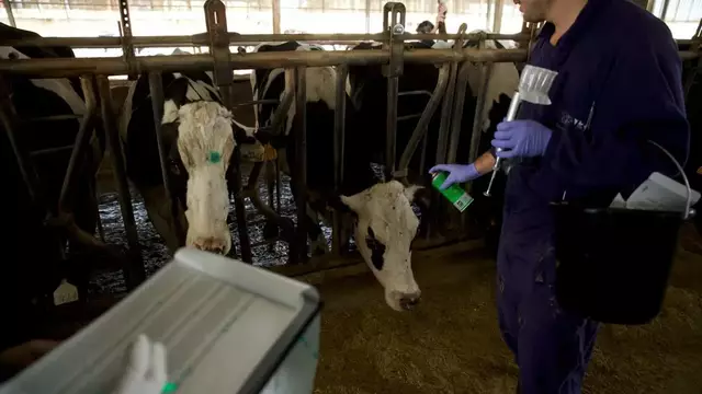 Vacunats contra la dermatosi el 20% dels caps de boví de Lleida