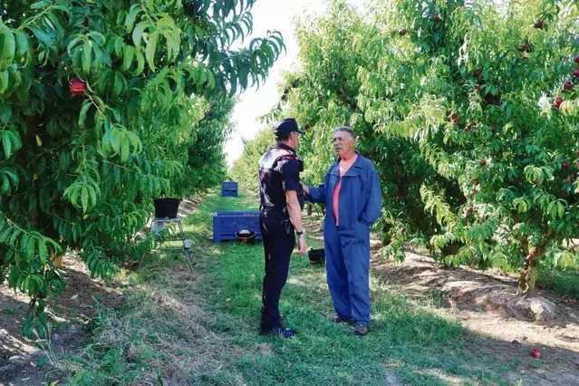 Vigilància contra robatoris a la campanya fructícola