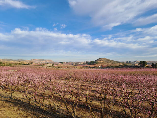 Visites, recitals i gastronomia per veure la floració a Seròs