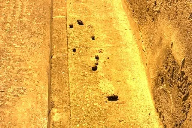 Denúncia l'incivisme