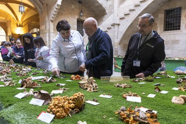 La 35a exposició de Bolets de Tardor de les Terres de Lleida reuneix 200 espècies al Pati de l’IEI